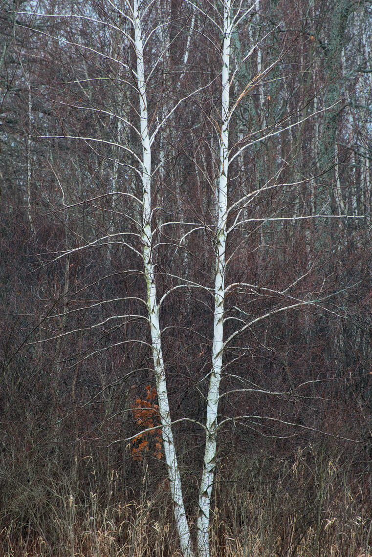 Birch
