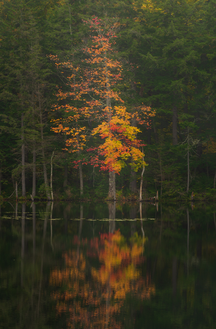 Autumn Maple Reflected