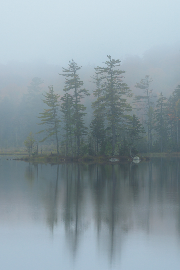 White Pines in the Mist