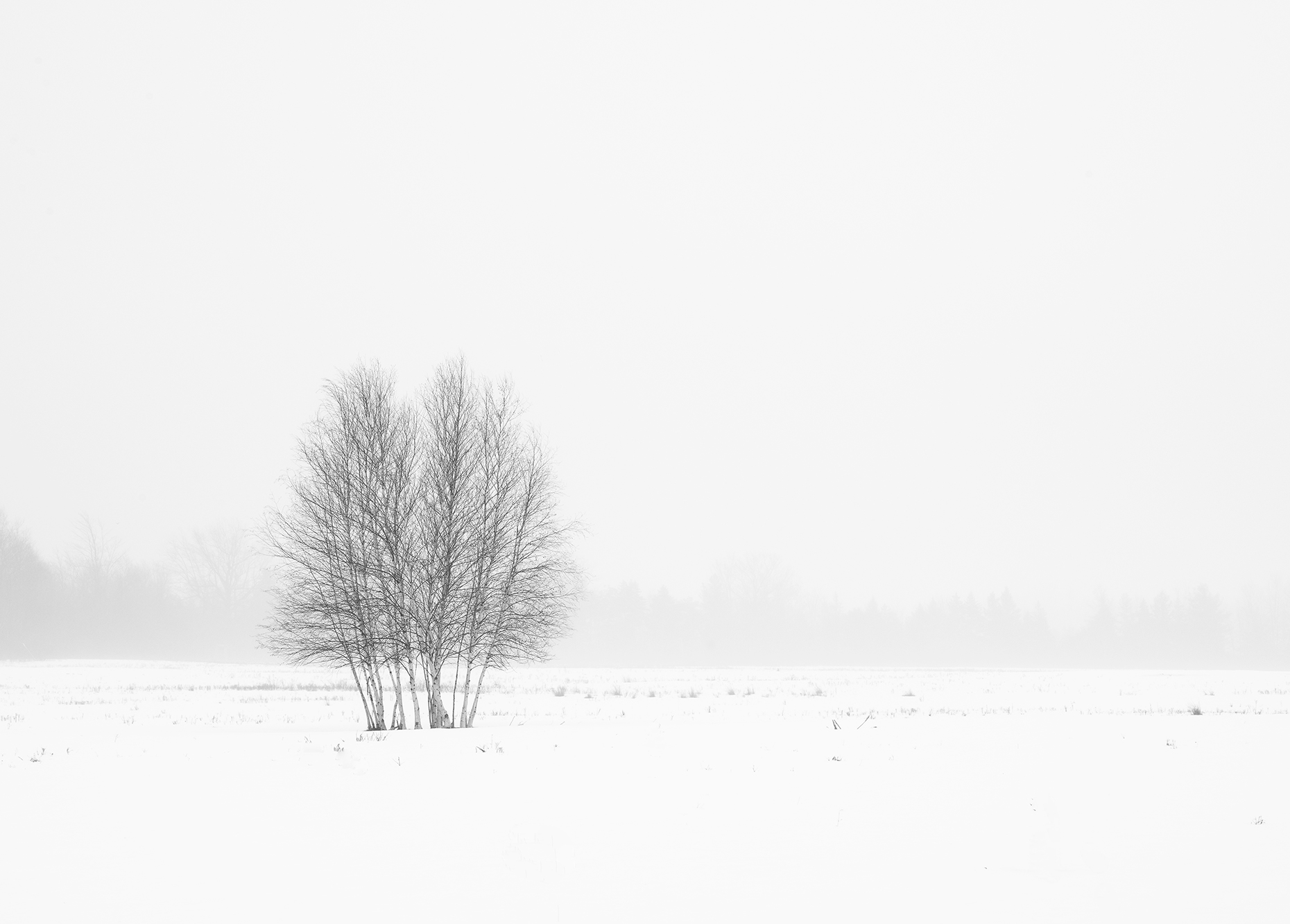 Lone Birches