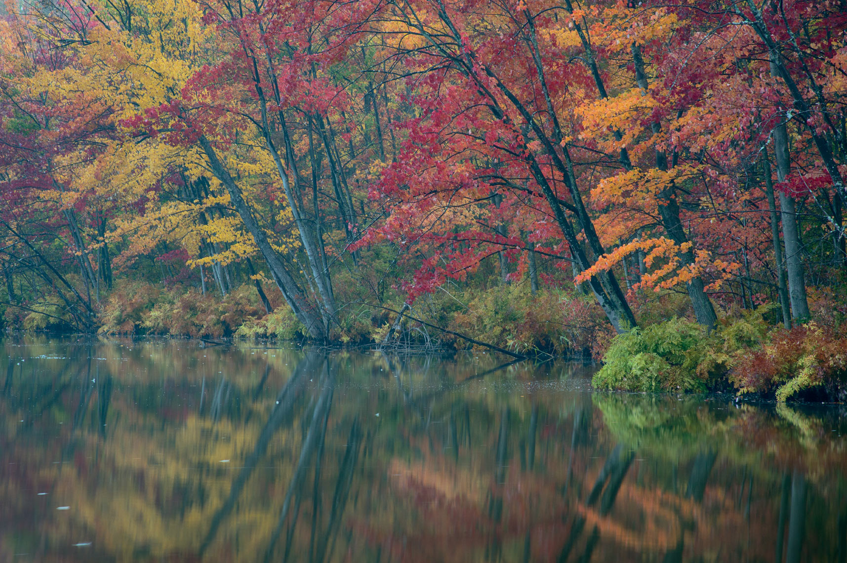 Fall Foliage, Beaver Lake Nature Center in Autumn, New York State