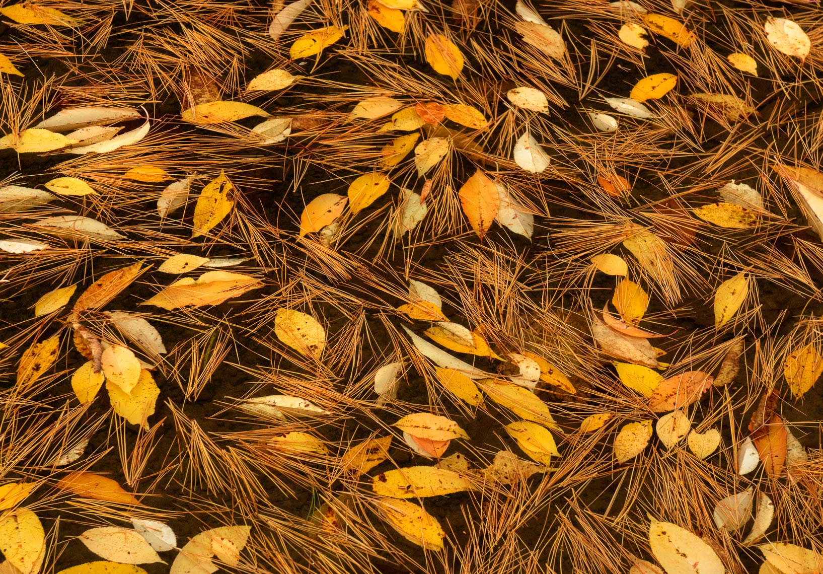 Pine needles and autumn leaves