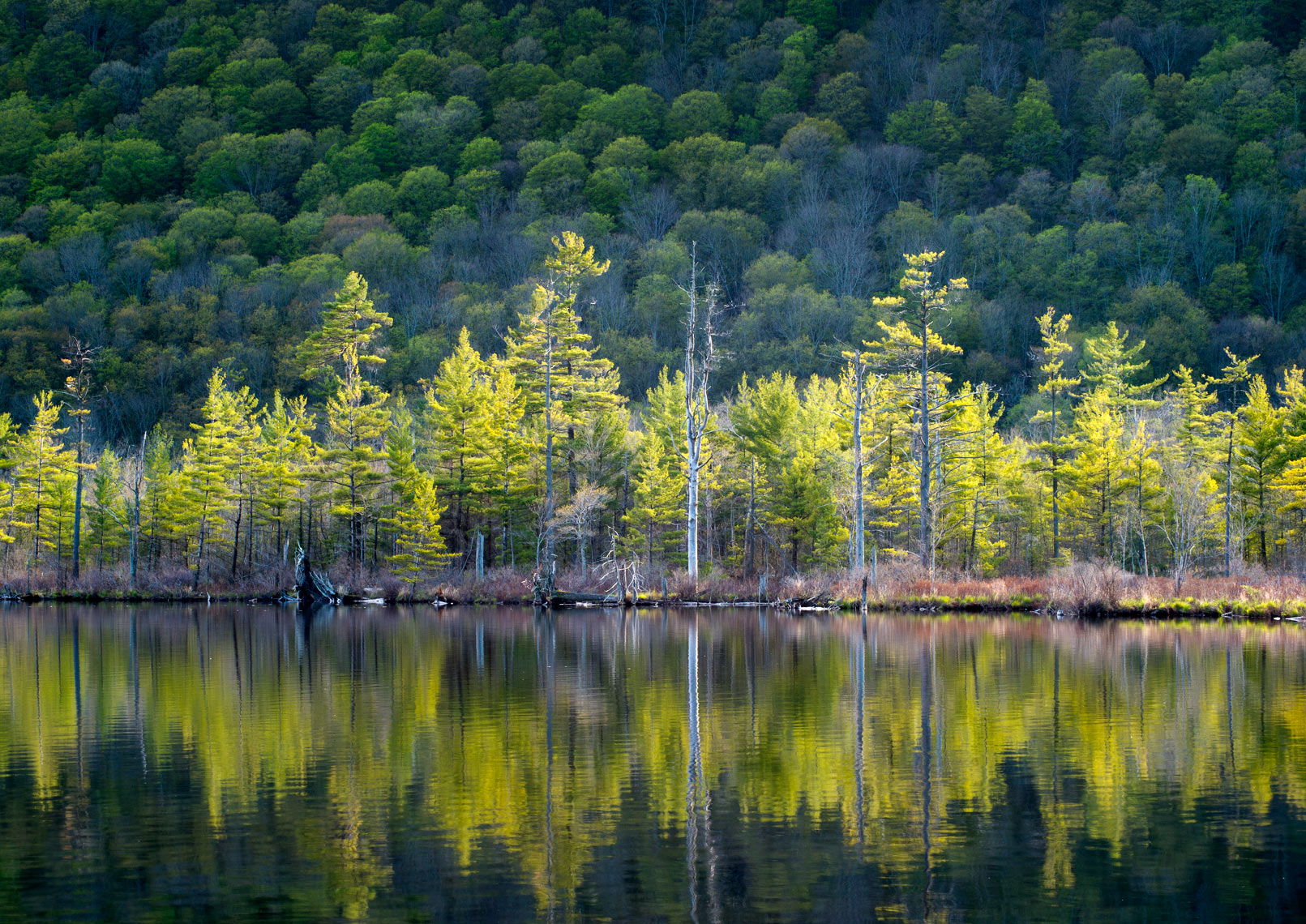 Summer Evening Light, Labrador Pond, New York State