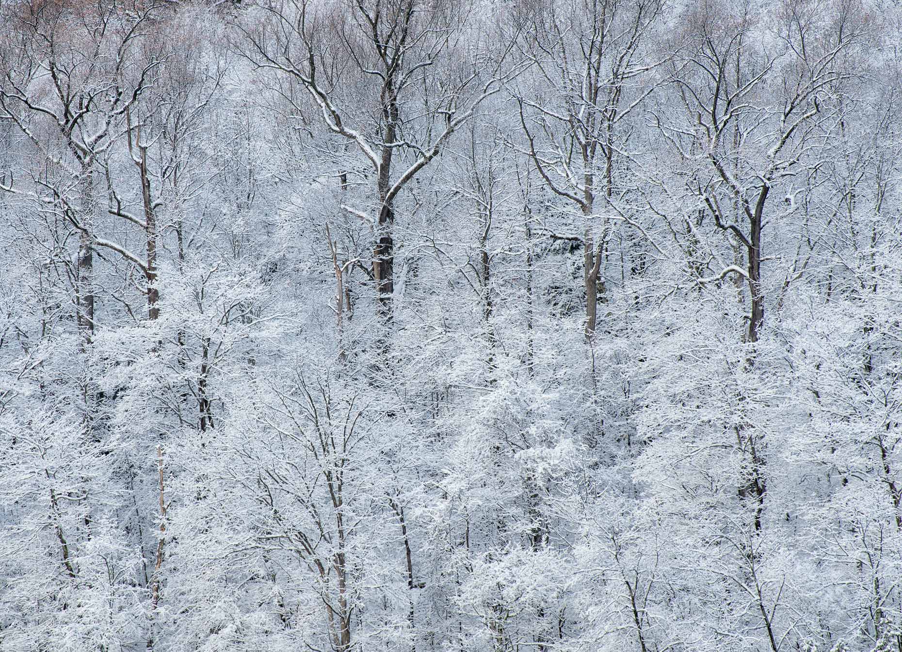 Winter Wonderland