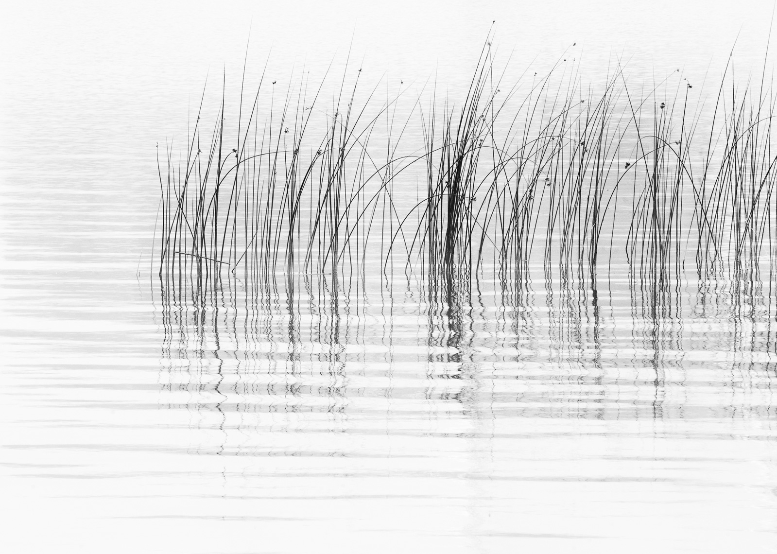 Reeds