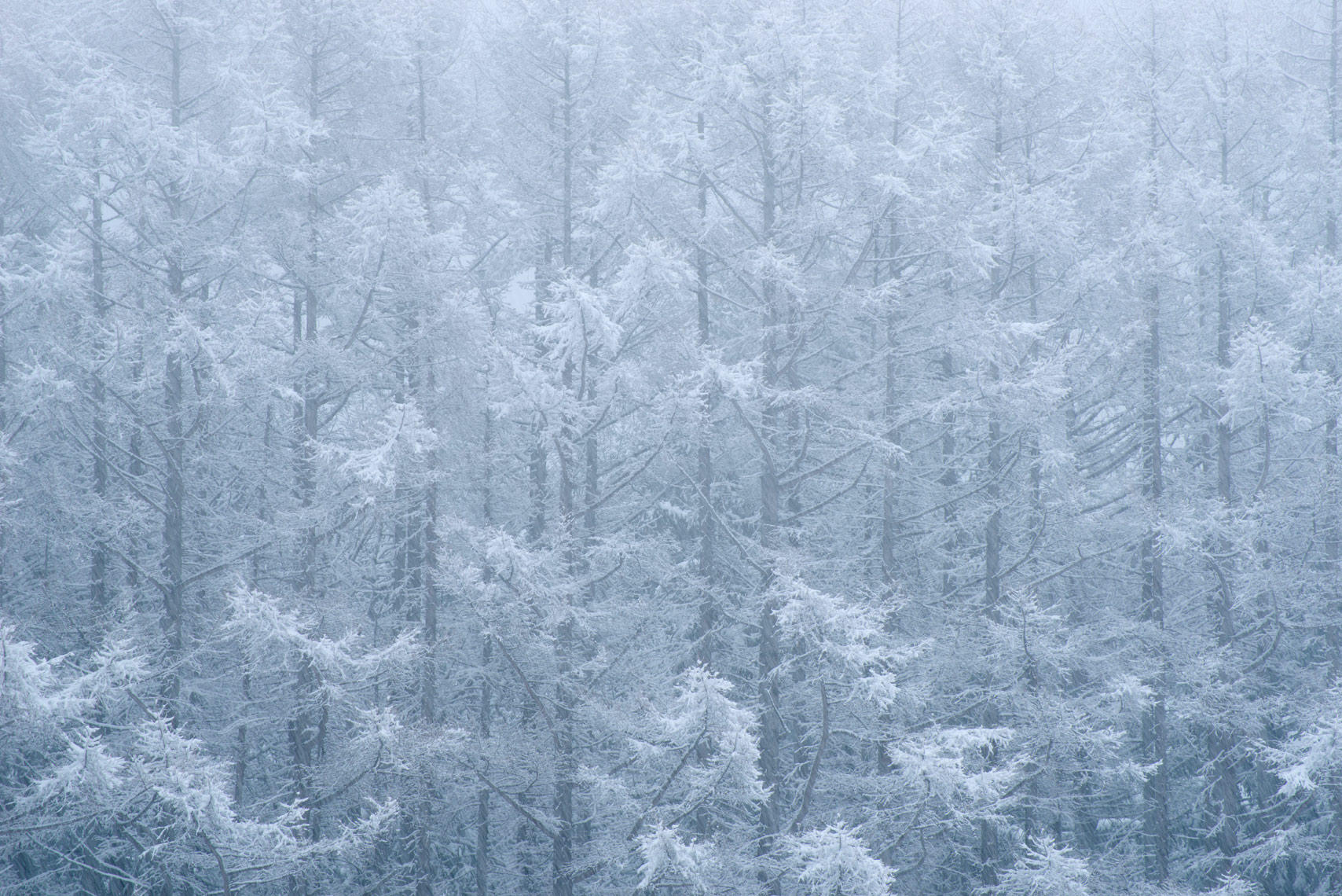 Snowfall