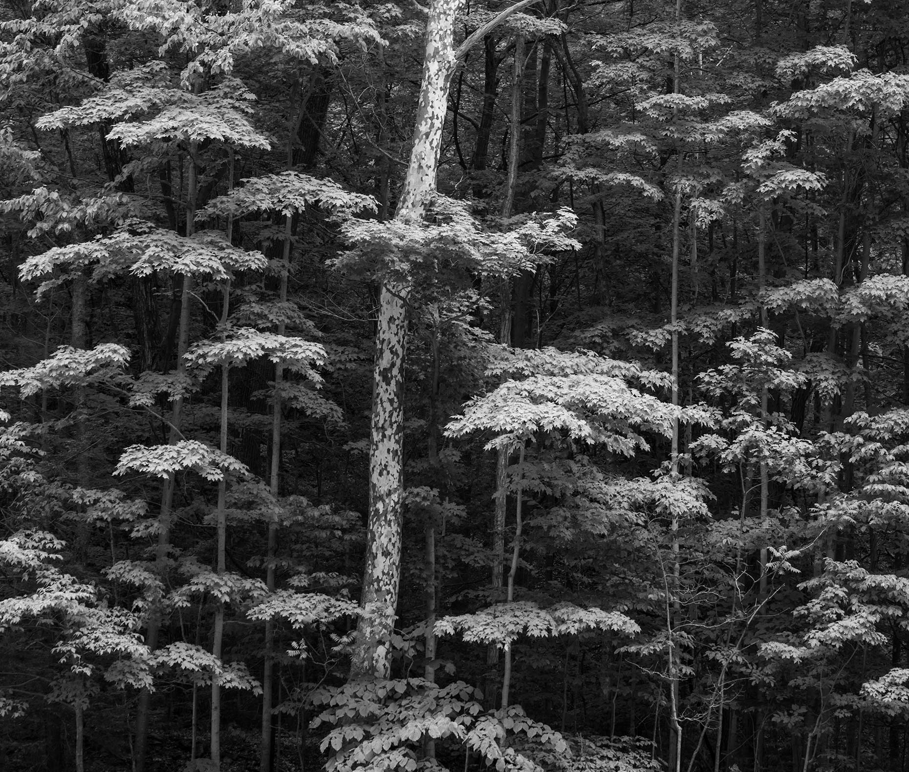 _DSC0540_1
