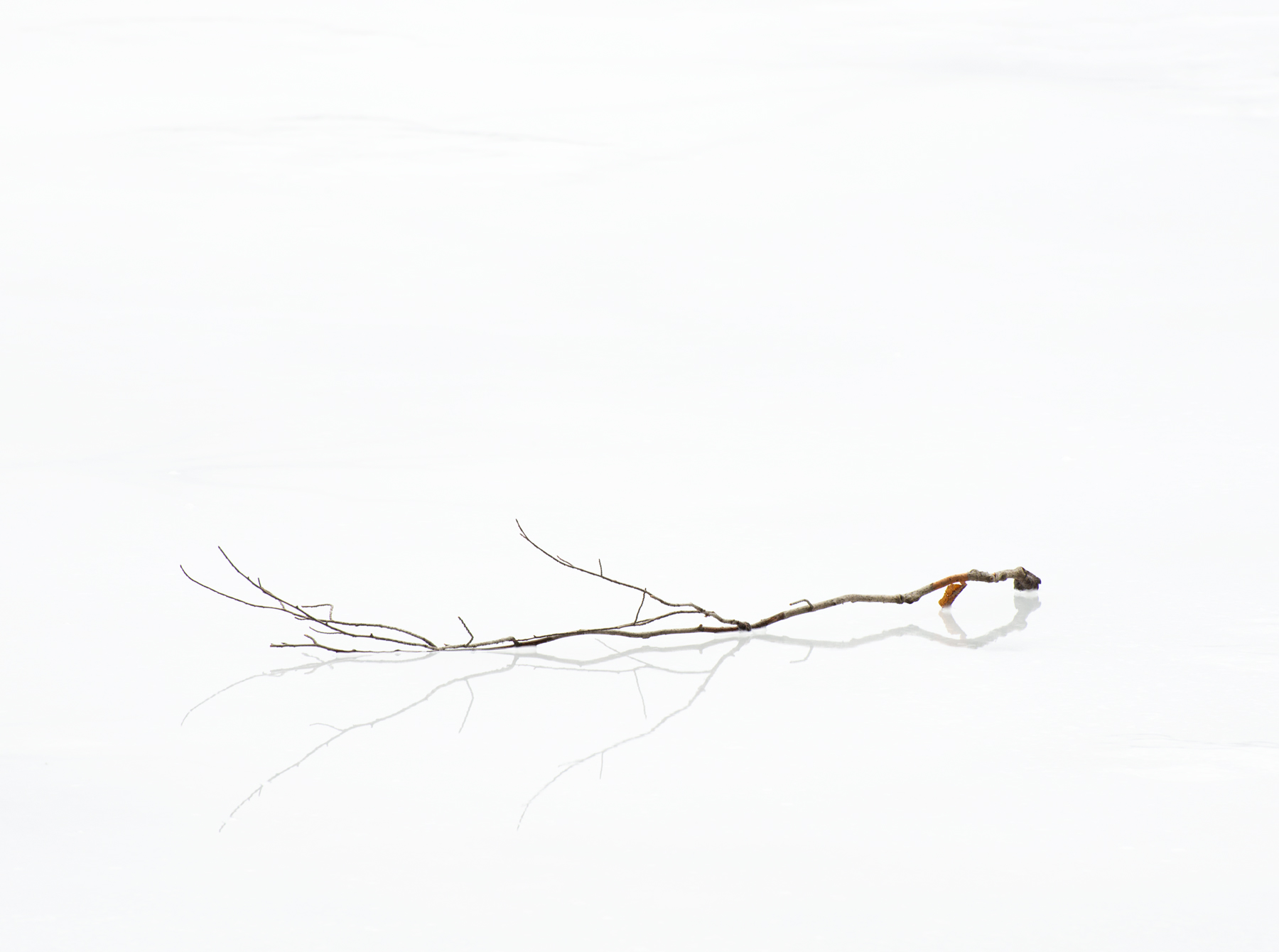 Branch Reflection on Ice