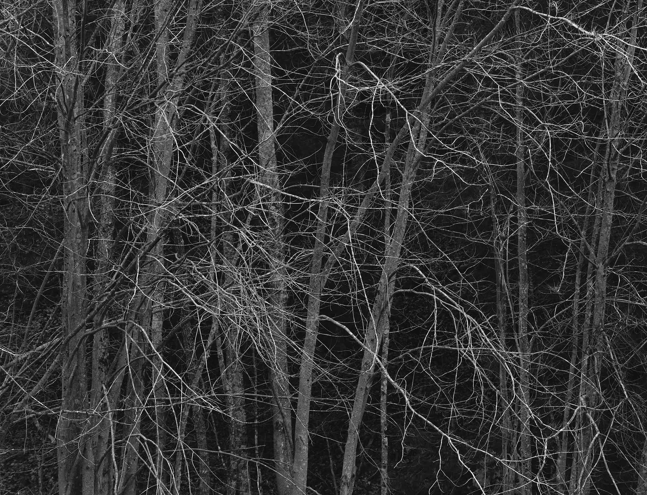 Bare Maples