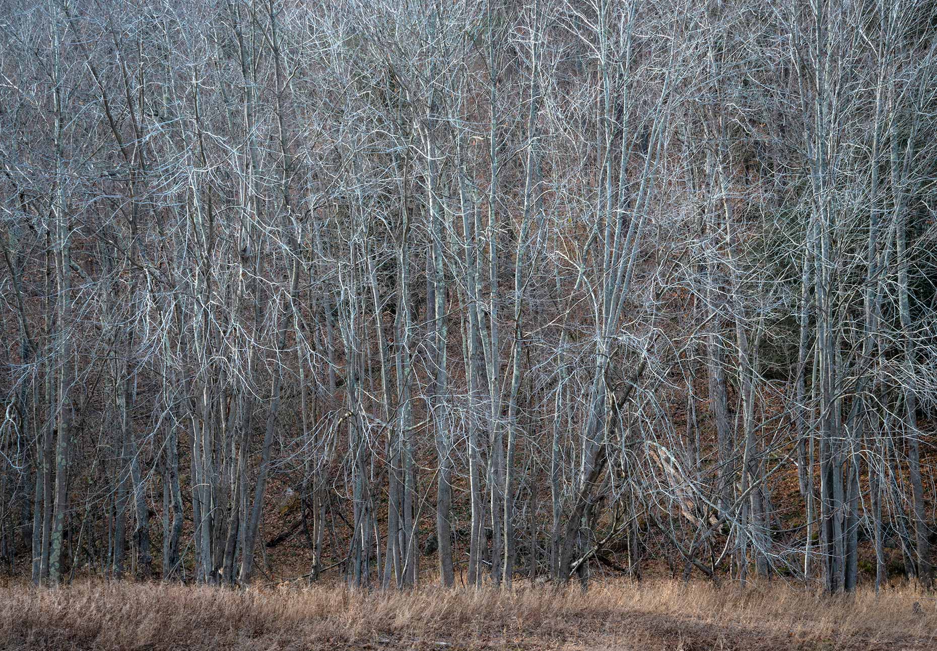 Bare Trees