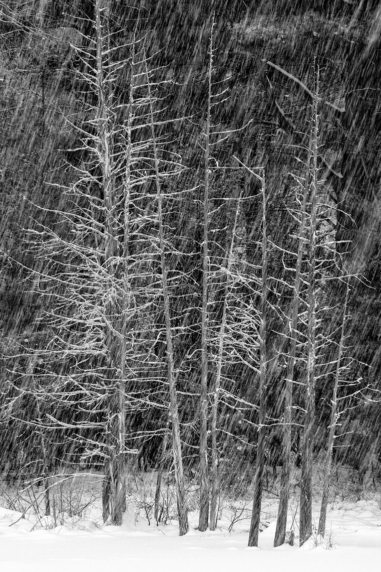 _DSC3984