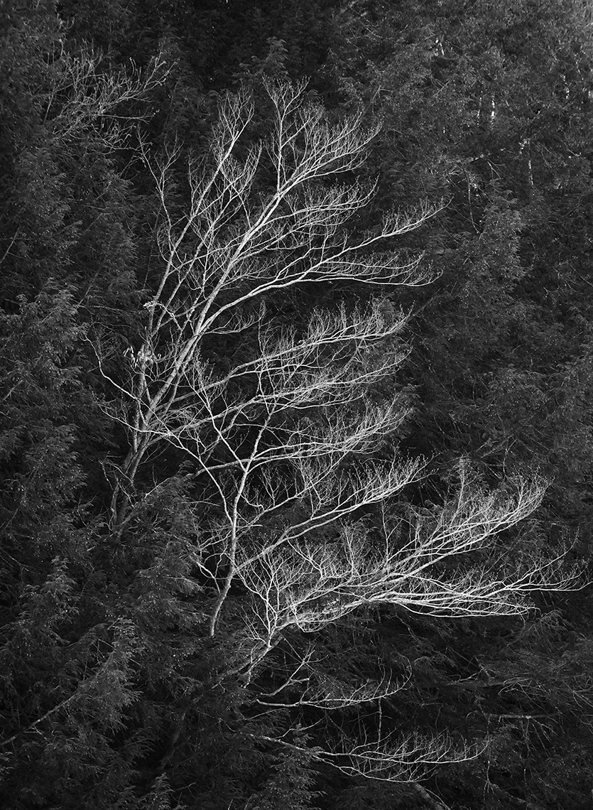 Among the Pines
