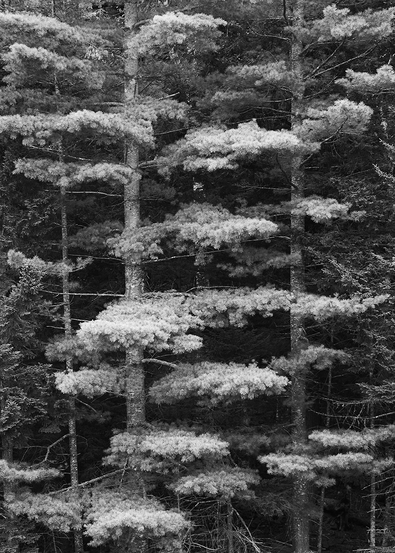 White Pines
