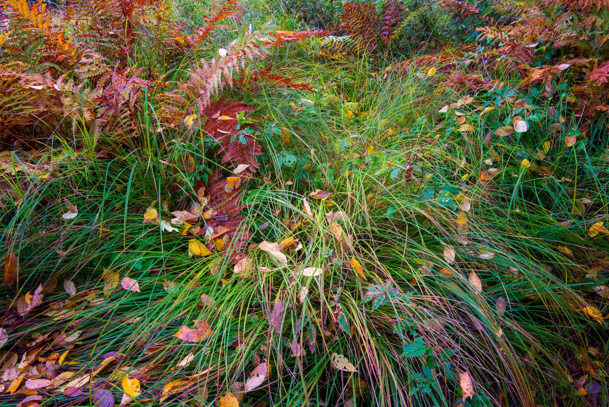 Grasses, Ferns, & Leaves