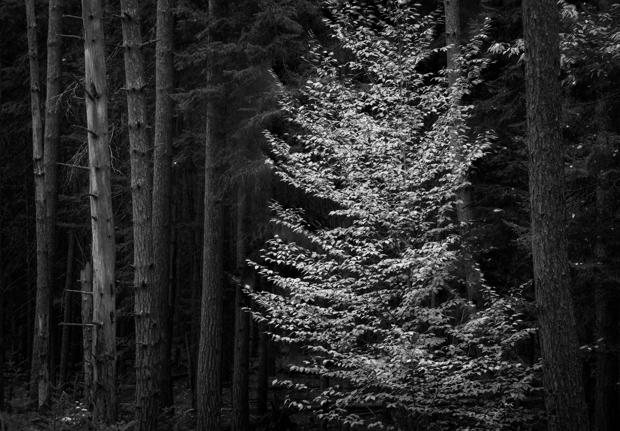 Beech Among the Pines