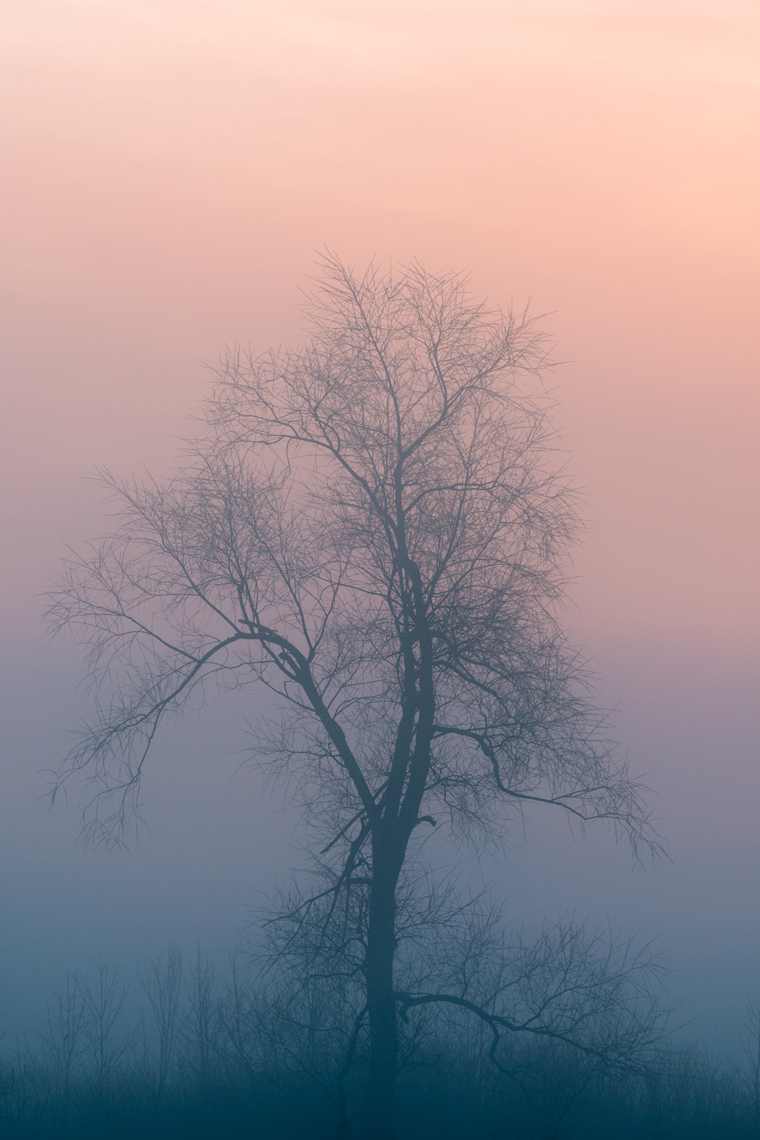 Dancing Tree