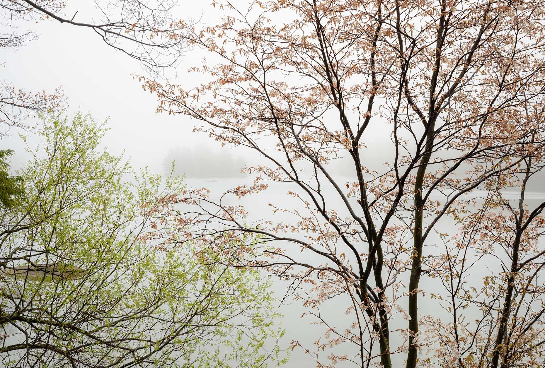 Spring Morning