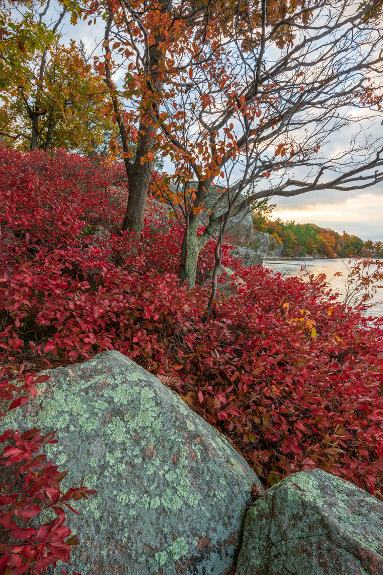 Blueberry Bush in Autumn