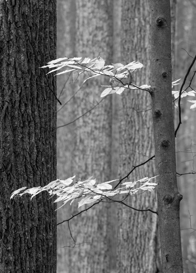 Beech Sapling in Autumn