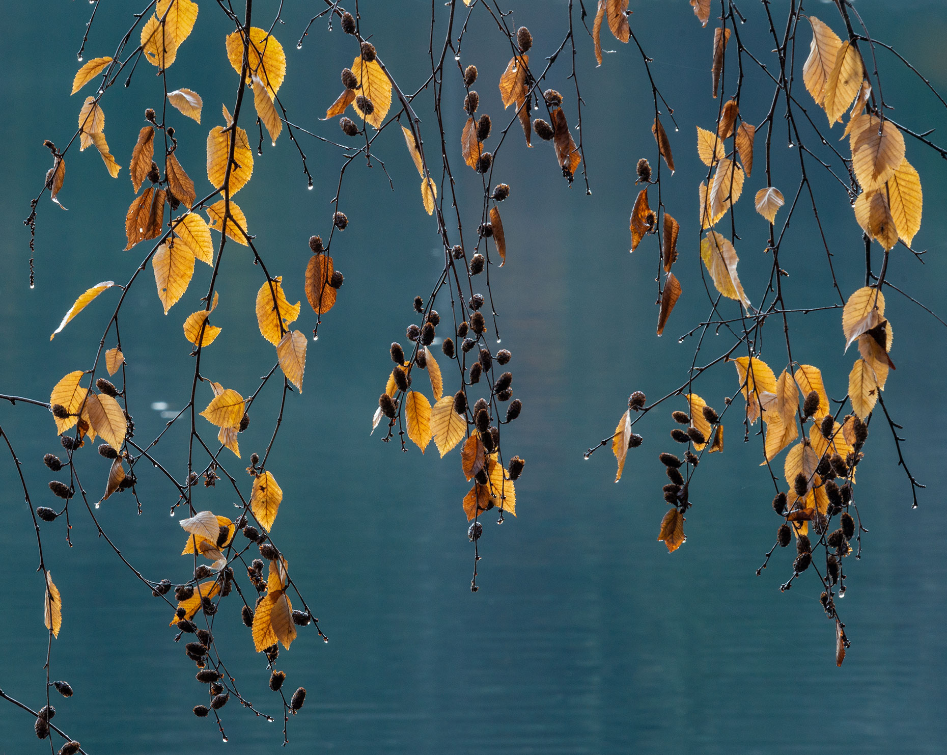 Dangling Beech Leaves
